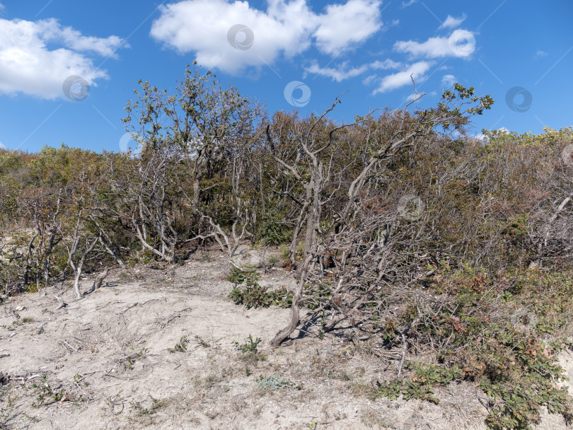 Скачать Сухие деревья с голыми ветвями на скалистом склоне холма под голубым небом. Естественный засушливый пейзаж фотосток Ozero