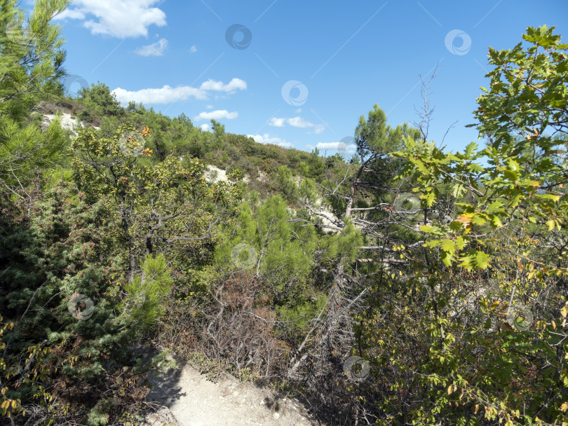 Скачать Панорамный вид на море со скалистого склона холма с соснами под ясным голубым летним небом фотосток Ozero