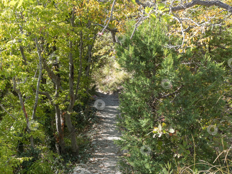 Скачать Узкий проход между деревьями в густой лесной растительности, образующий естественный зеленый коридор фотосток Ozero