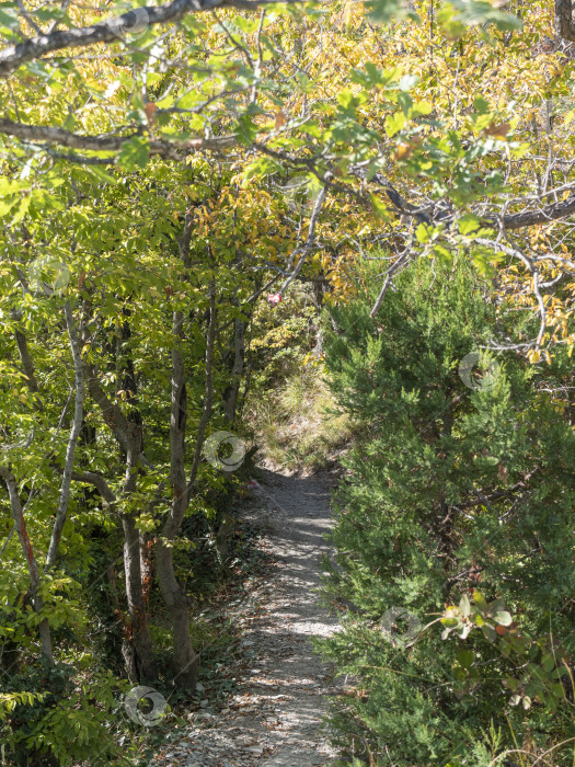 Скачать Узкий проход между деревьями в густой лесной растительности, образующий естественный зеленый коридор фотосток Ozero