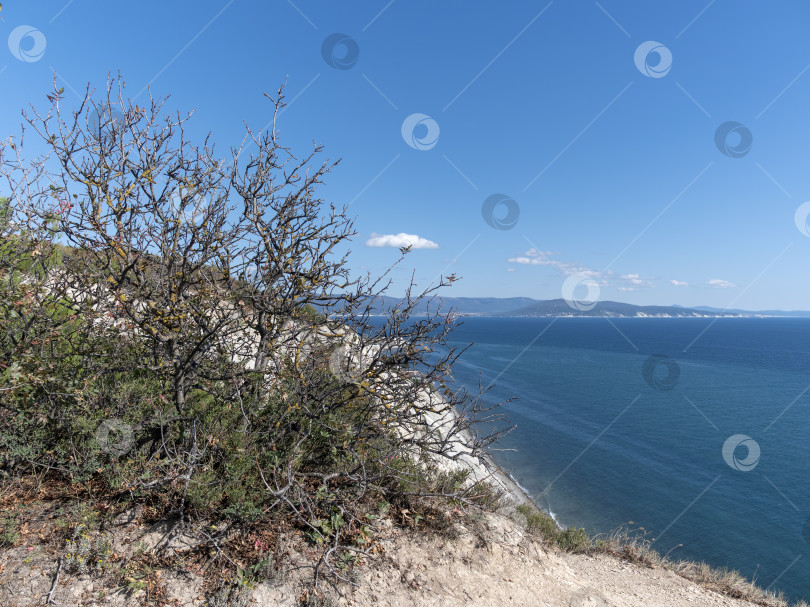 Скачать Сухие деревья с голыми ветвями на скалистом склоне холма под голубым небом. Естественный засушливый пейзаж фотосток Ozero