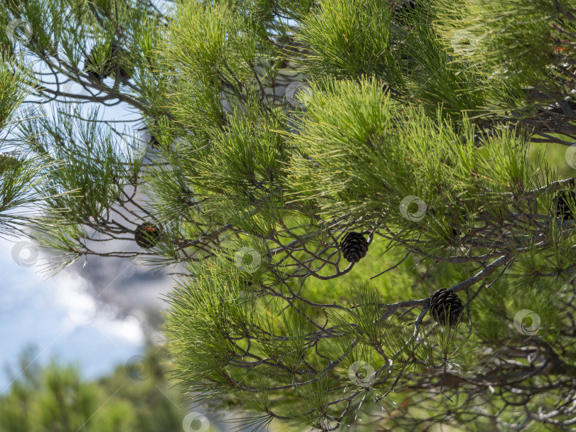 Скачать Панорамный вид на море со скалистого склона холма с соснами под ясным голубым летним небом фотосток Ozero