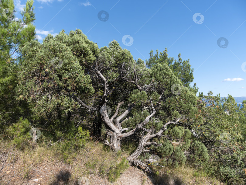 Скачать Панорамный вид на море со скалистого склона холма с соснами под ясным голубым летним небом фотосток Ozero