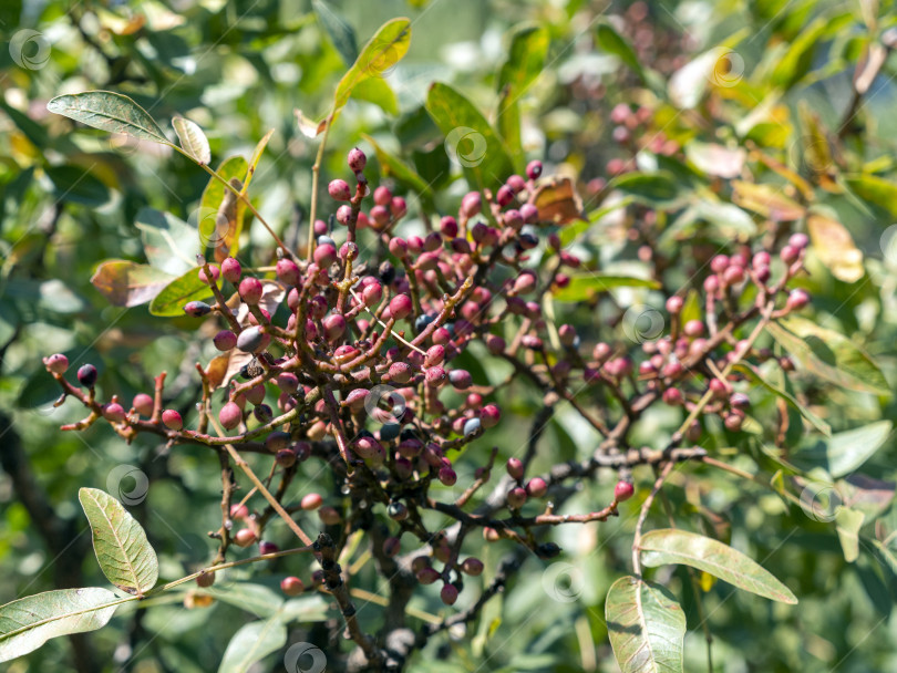 Скачать Маленькие красные ягоды, растущие на ветке дерева в лесу, естественная лесная растительность фотосток Ozero