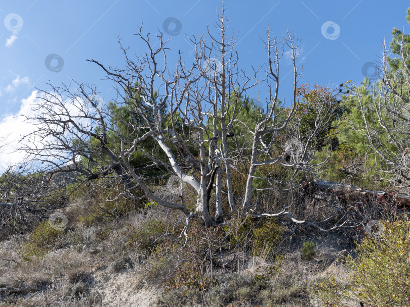 Скачать Сухие деревья с голыми ветвями на скалистом склоне холма под голубым небом. Естественный засушливый пейзаж фотосток Ozero