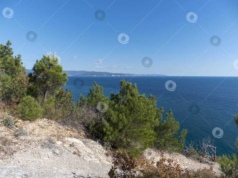 Скачать Панорамный вид на море со скалистого склона холма с соснами под ясным голубым летним небом фотосток Ozero