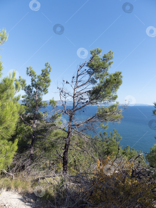 Скачать Панорамный вид на море со скалистого склона холма с соснами под ясным голубым летним небом фотосток Ozero