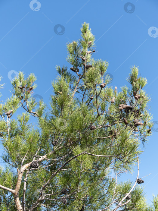Скачать Панорамный вид на море со скалистого склона холма с соснами под ясным голубым летним небом фотосток Ozero