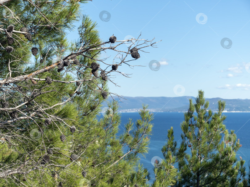 Скачать Панорамный вид на море со скалистого склона холма с соснами под ясным голубым летним небом фотосток Ozero