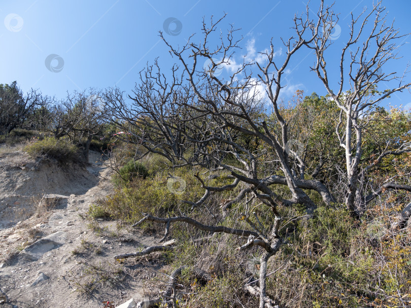 Скачать Сухие деревья с голыми ветвями на скалистом склоне холма под голубым небом. Естественный засушливый пейзаж фотосток Ozero