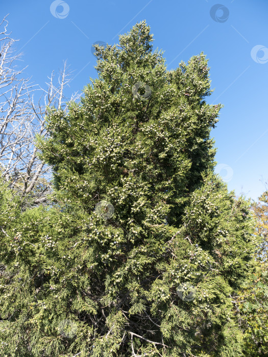 Скачать Дерево туя со спелыми шишками на фоне ясного голубого неба, пышная зеленая листва, летняя природа фотосток Ozero
