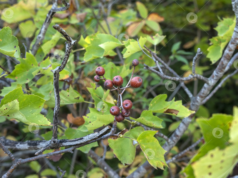 Скачать Ветка с мелкими лесными ягодами среди зеленых листьев в естественной лесной среде фотосток Ozero