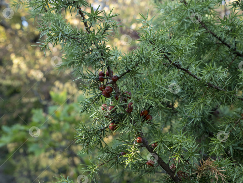 Скачать Ветка можжевельника со спелыми ягодами в естественной лесной среде. Вечнозеленое растение с зеленой хвоей и коричневыми ягодами можжевельника, небольшая глубина резкости фотосток Ozero