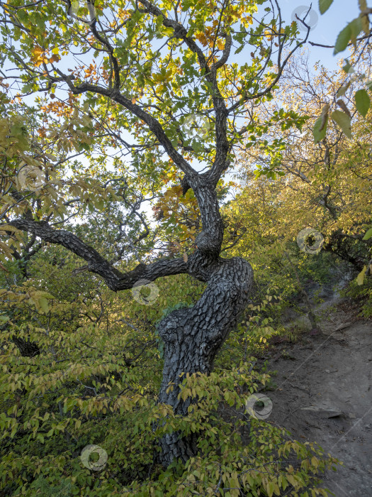 Скачать Искривленное дерево с изогнутым стволом, растущее осенью на лесном склоне холма. Естественный лесной пейзаж фотосток Ozero