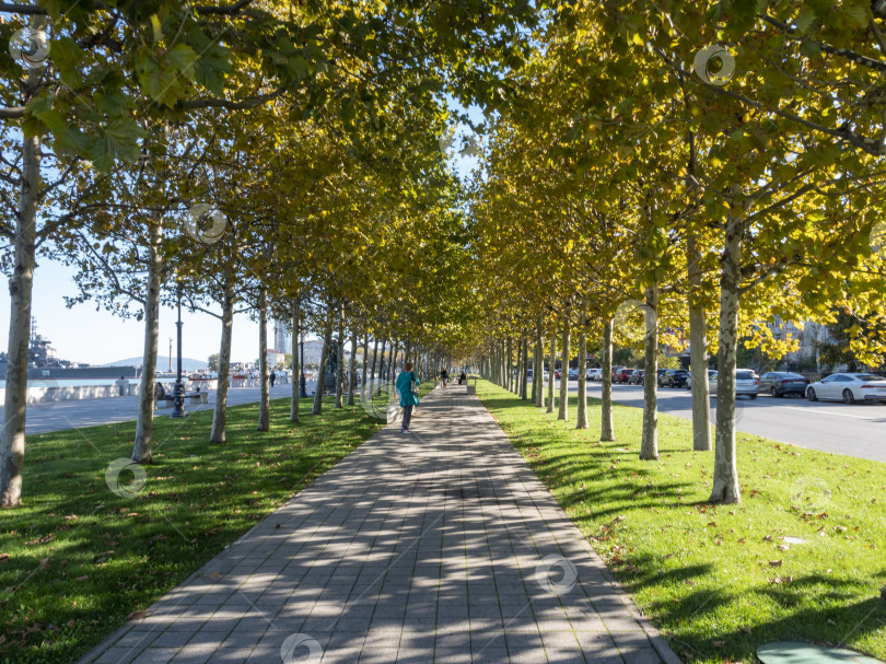 Скачать 22 августа 2025 года деревья вдоль тротуара на набережной в Новороссийске, Россия, на побережье Черного моря. Городской променад и прибрежное общественное пространство фотосток Ozero