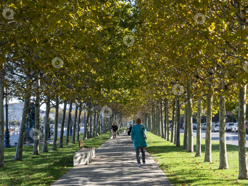 Скачать 22 августа 2025 года деревья вдоль тротуара на набережной в Новороссийске, Россия, на побережье Черного моря. Городской променад и прибрежное общественное пространство фотосток Ozero