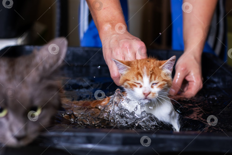 Скачать Рыжий котенок купается в ванночке. Спокойный полосатый котенок расслабляется во время ополаскивания успокаивающей водой фотосток Ozero