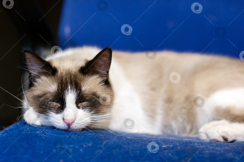 Скачать Спящая кошачьим спокойствием, Тихая кошка с поджатыми лапами мирно спит в уютной домашней обстановке фотосток Ozero