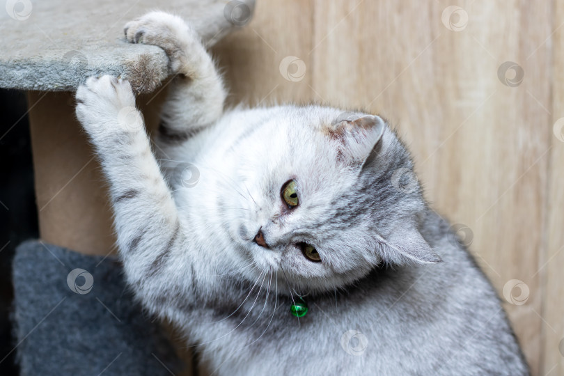 Скачать Кошка энергично играет. Игривая кошка упражняется на когтеточке в помещении во время обычных занятий фотосток Ozero