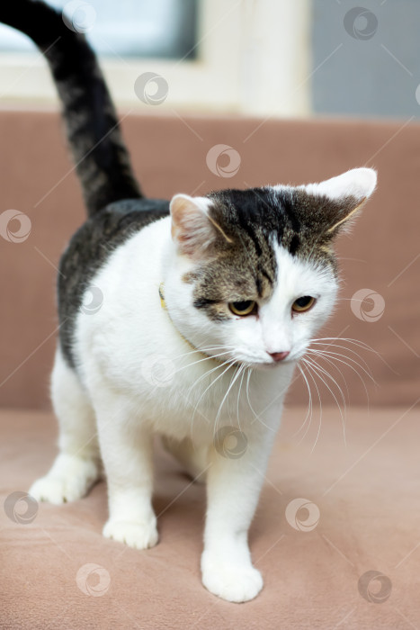 Скачать Котенок исследует помещение. Предприимчивый котенок с мягкой шерсткой внимательно изучает различные текстуры фотосток Ozero