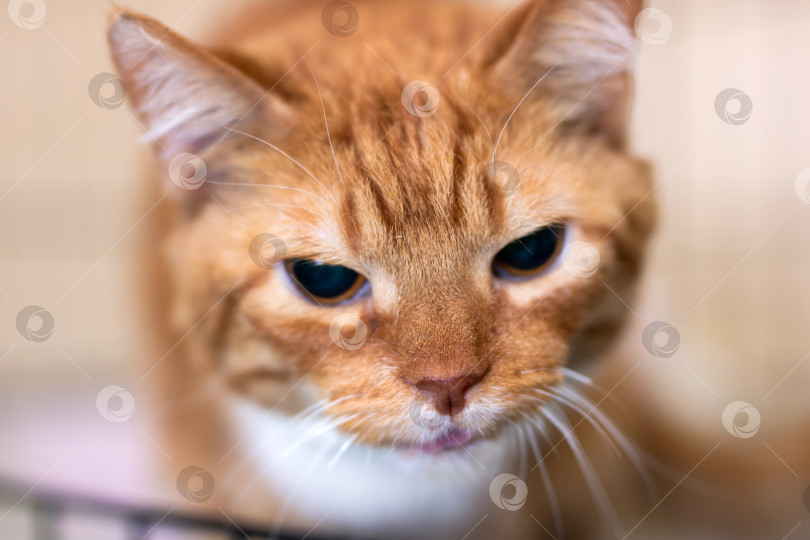 Скачать Кошка с янтарной шерстью ждет любящий дом, приютскую кошку с нежным выражением лица и теплым фоном фотосток Ozero