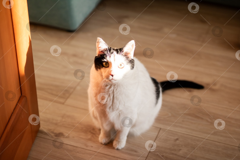 Скачать Тихая кошка, наслаждающаяся утренним солнцем, Спокойная кошка в смокинге, мирно отдыхающая на деревянном полу фотосток Ozero
