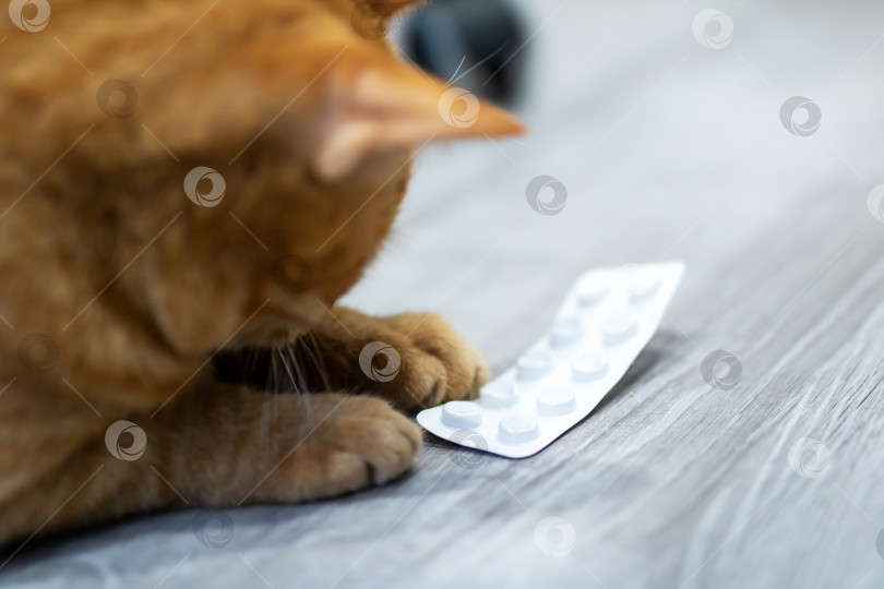 Скачать Кошка внимательно изучает упаковку с таблетками. Любопытный кот спокойно рассматривает упаковку с лекарством фотосток Ozero