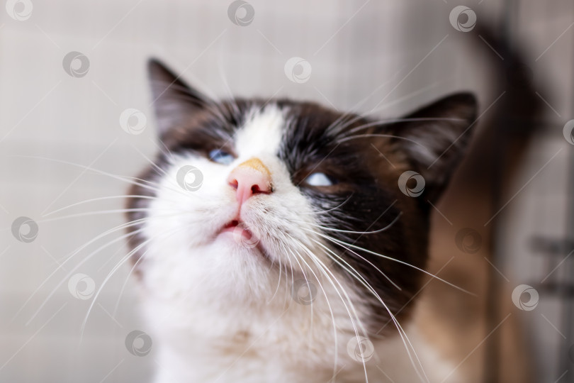 Скачать Подходящий кошачий портрет. Кошка из приюта смотрит вверх. Выразительный снимок ласковой кошки в помещении фотосток Ozero