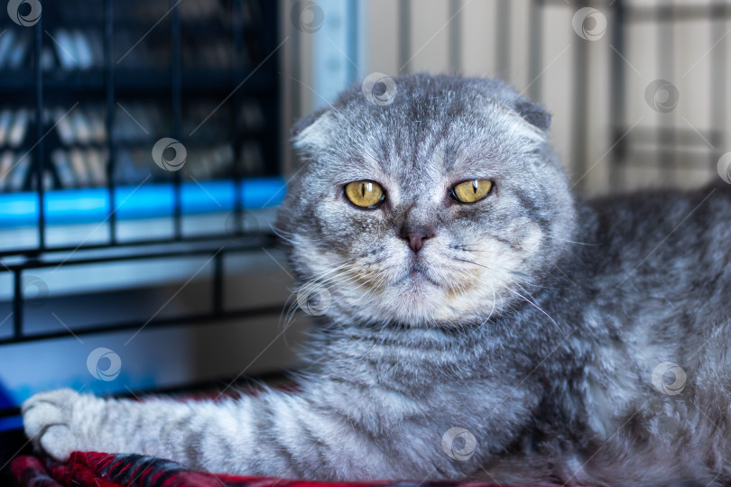 Скачать Спокойная кошка в ветеринарных условиях. Спокойная кошка с ухоженной шерстью во время ветеринарного осмотра фотосток Ozero