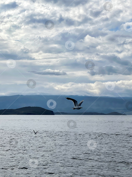 Скачать Чайка, летящая в небе над озером Байкал фотосток Ozero