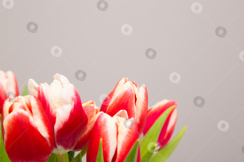 Скачать красные тюльпаны крупным планом на сером фоне. фотосток Ozero