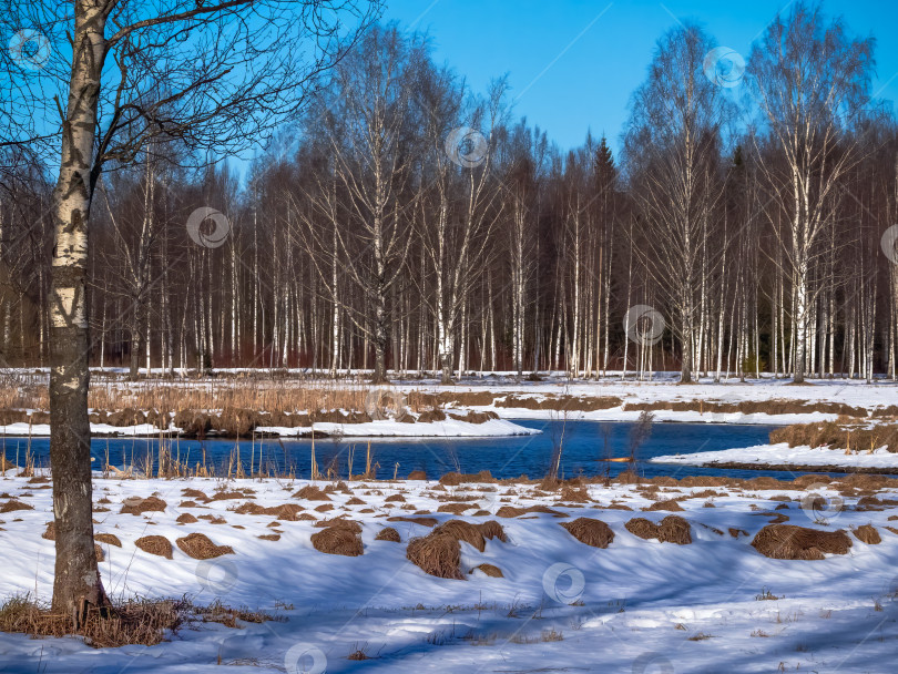 Скачать Снег покрывает тихий лес ранней весной фотосток Ozero