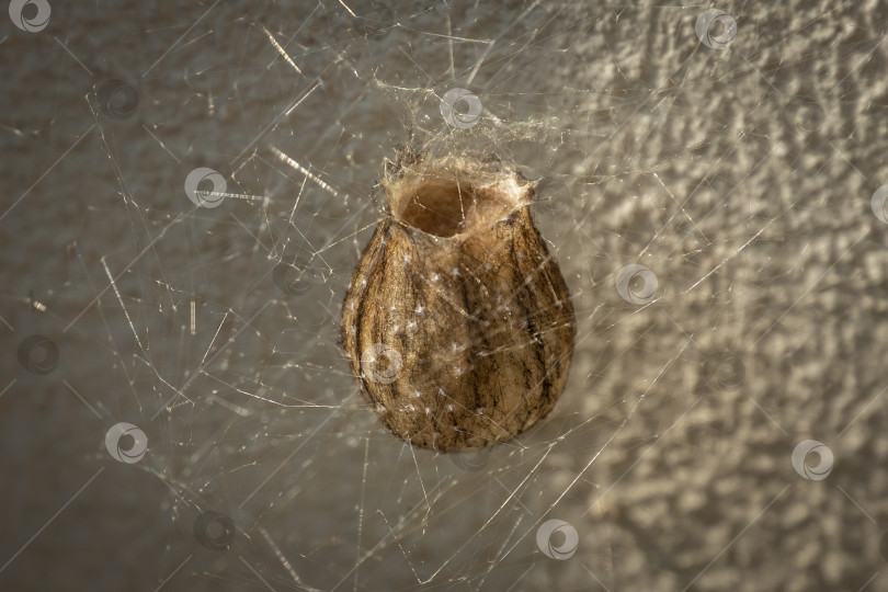 Скачать Кокон или яйцевод паука-осы Argiope Bruenichii. Дневной свет фотосток Ozero