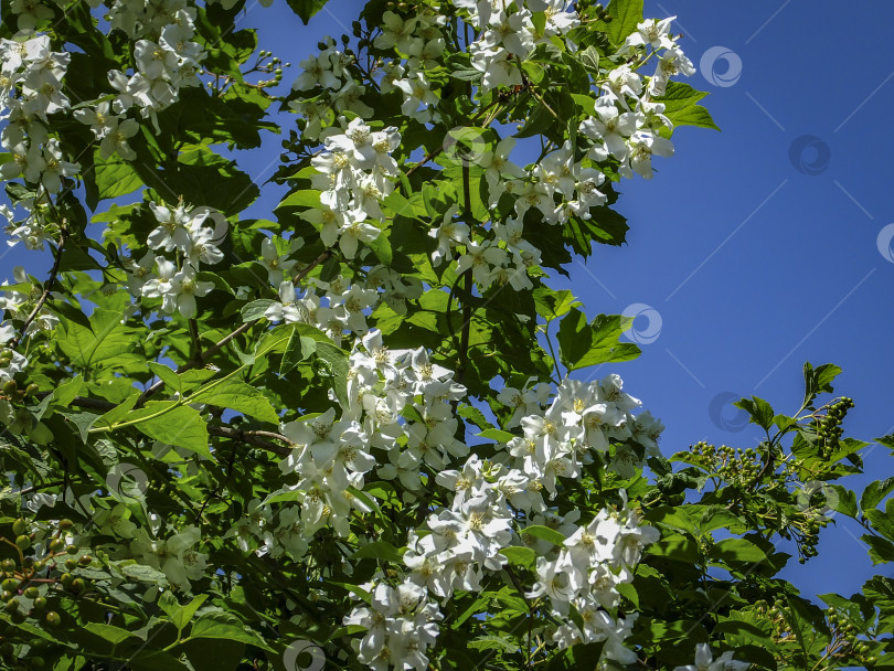 Скачать Крупный план цветков жасмина Philadelphus lewisii на кусте на фоне голубого неба в весеннем солнечном саду фотосток Ozero