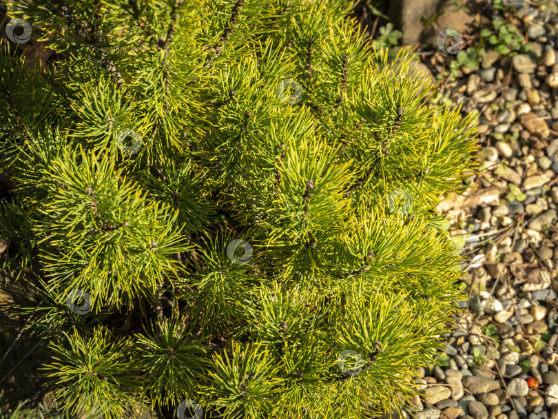 Скачать Золотистый сорт карликовой горной сосны Pinus mugo Ophir с красивыми зелеными с золотистыми кончиками иголками на берегу из мелкой яркой гальки в солнечный зимний день. фотосток Ozero
