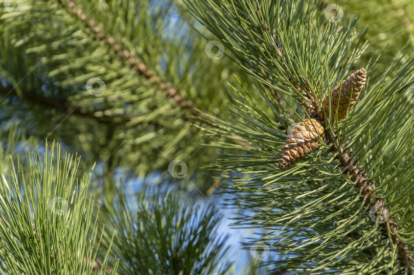 Скачать Молодые шишки на Pinus nigra, австрийской или черной сосне. Красивые длинные иголки и эффект боке. В дизайне используется природная концепция. Выборочный акцент на переднем плане. фотосток Ozero