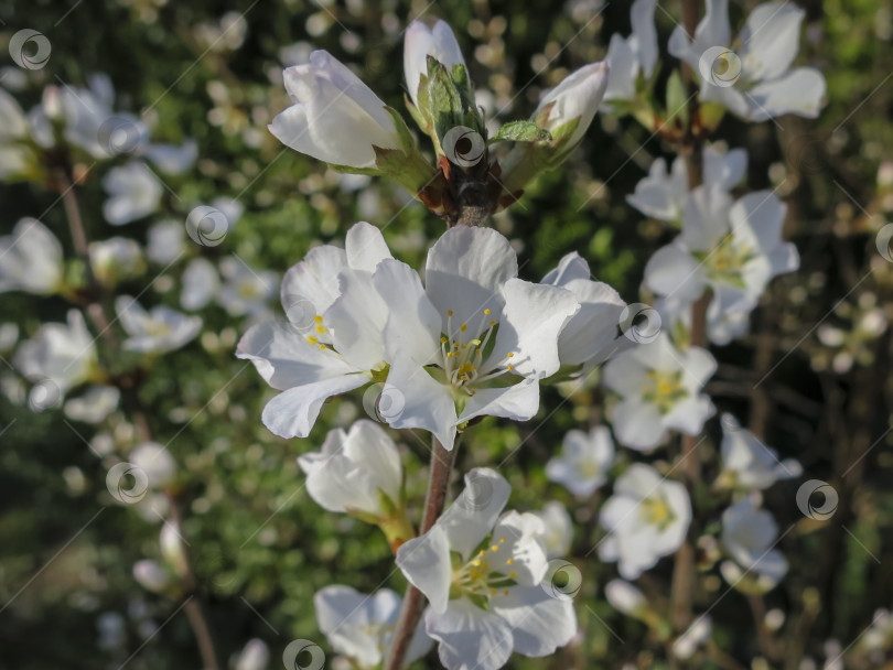 Скачать Крупный план белых цветов вишни Нанкинской или Prunus Tomentosa на фоне темного сада ранней весной. Выборочный фокус фотосток Ozero