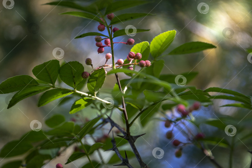 Скачать Колючий ствол дерева Zanthoxylum americanum, ясеня колючего. Крупный план при естественном солнечном освещении. фотосток Ozero