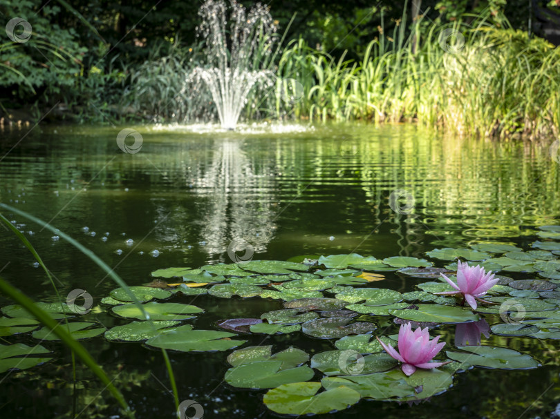Скачать Две розовые кувшинки "Marliacea Rosea" на переднем плане пруда. На заднем плане размытый каскадный фонтан. Солнечный день. фотосток Ozero