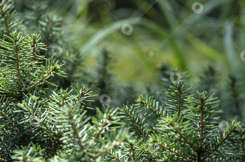 Скачать Зеленая и серебристая хвоя ели Picea omorika 'Карельская' фотосток Ozero