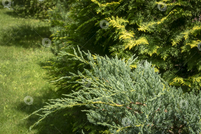 Скачать Крупный план голубого можжевельника Juniperus squamata с голубыми ковровыми иголками на фоне размытой желтой ленты туи западной. фотосток Ozero