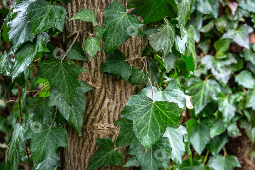 Скачать Влажные зеленые листья обыкновенного плюща Hedera helix, или европейского плюща, английского плюща, ползущего вверх по белому ореховому дереву фотосток Ozero