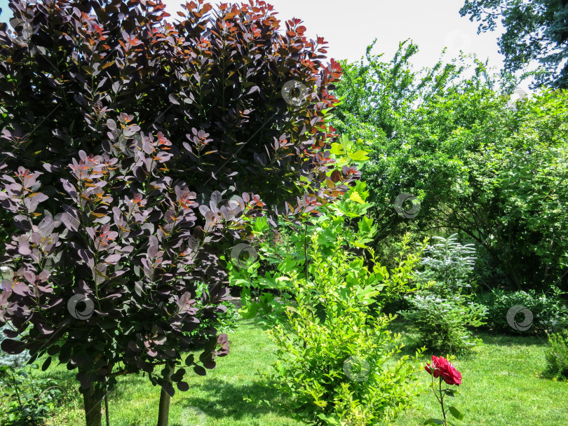 Скачать Фиолетовые листья Cotinus coggygria Royal Purple слева в красивом ландшафтном саду с вечнозелеными растениями и зеленым газоном. Солнечная и умиротворяющая атмосфера отдыха фотосток Ozero