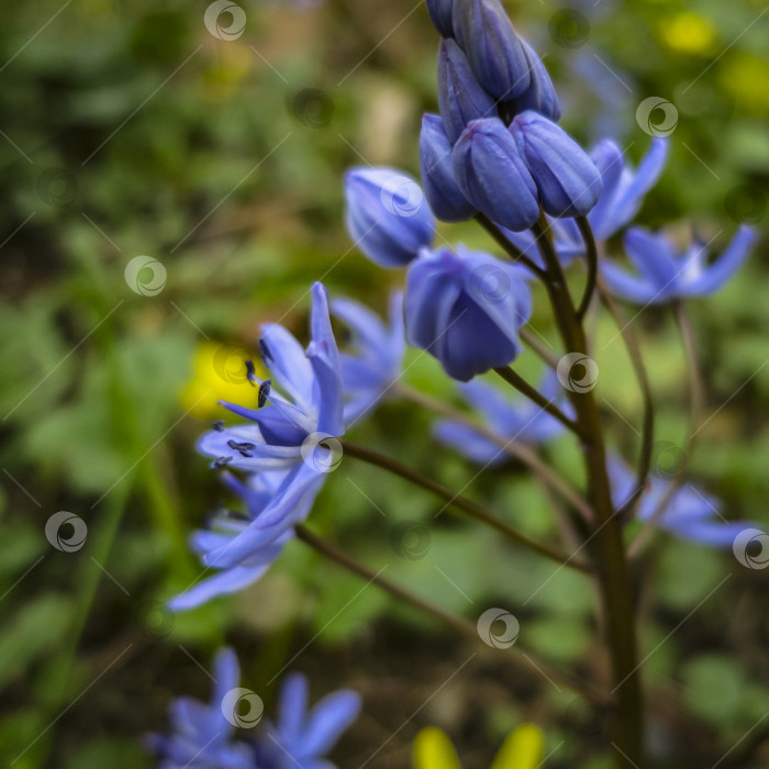 Скачать Крупный план нежного ярко-голубого колокольчика Scilla Bifolia на размытом фоне зеленого весеннего сада. фотосток Ozero