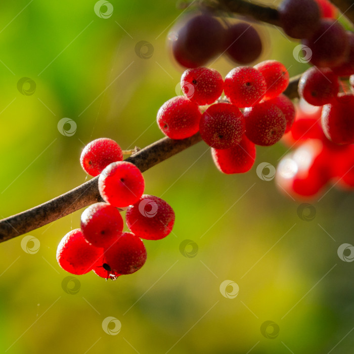 Скачать Красные плоды Elaeagnus umbellata на размытом фоне зеленой листвы дерева или кустарника. фотосток Ozero