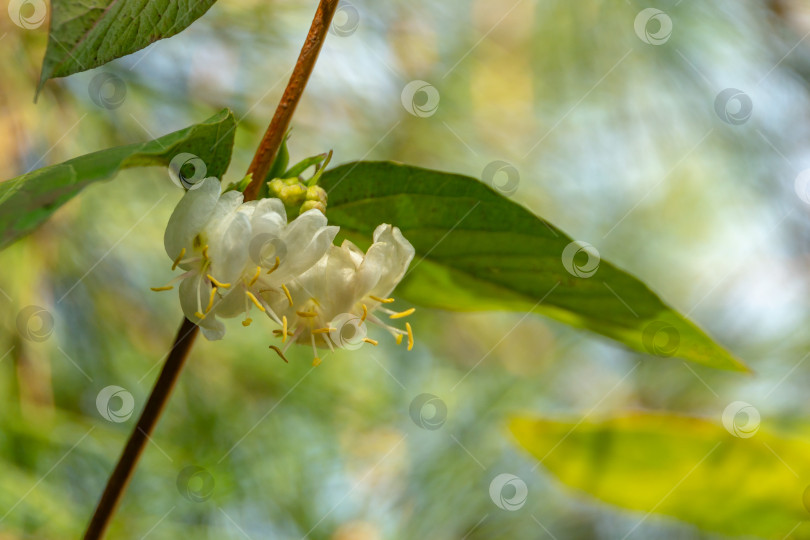 Скачать Лирический макрос аромата зимней жимолости Lonicera fragrantissima на натуральном фоне боке фотосток Ozero