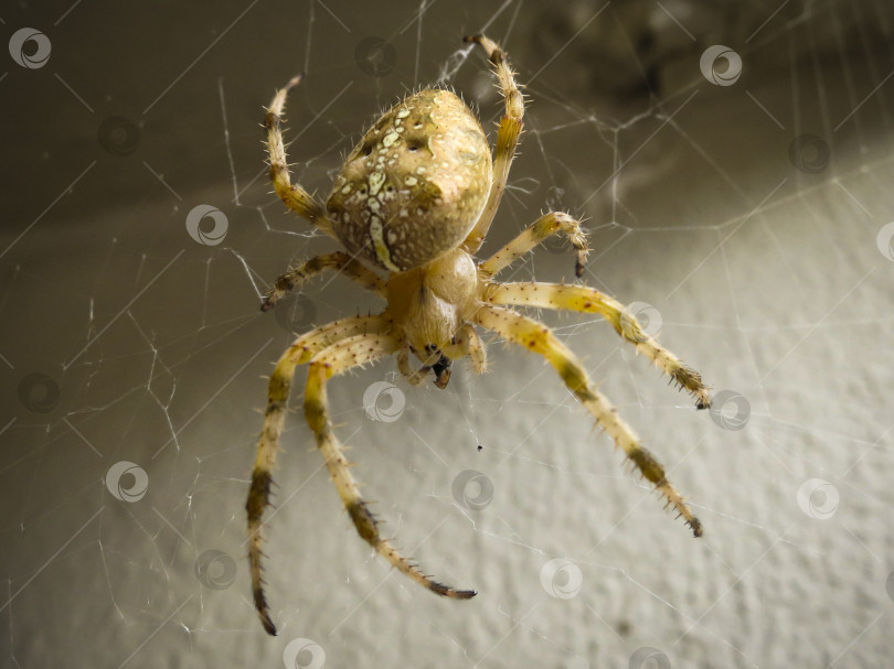 Скачать Крупный план паука Araneus diadematus, сидящего в сети на серой стене под открытым небом. фотосток Ozero