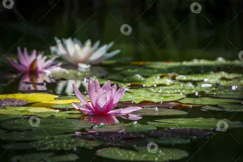 Скачать Три прекрасные кувшинки Marliacea Rosea в лучах утреннего солнца. Розовая нимфея находится в центре кадра, остальные - на заднем плане, в мягком фокусе. фотосток Ozero