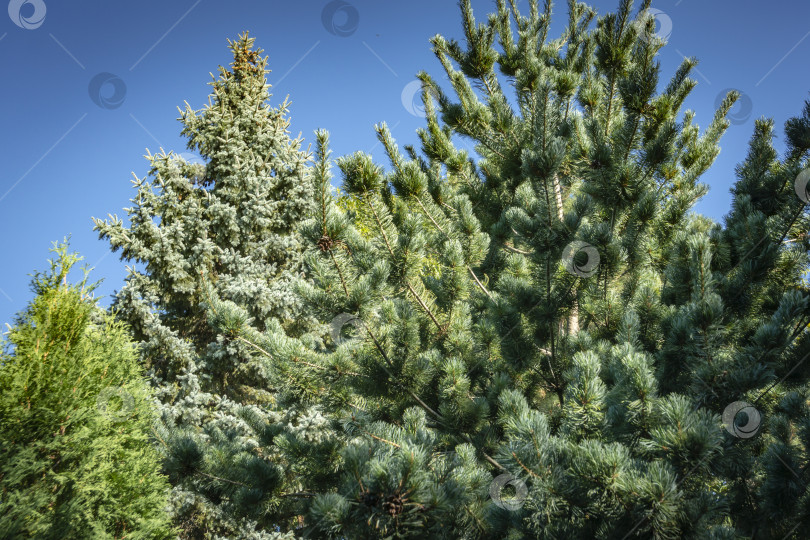 Скачать Великолепная японская сосна Pinus parviflora Glauca справа. На заднем плане голубая ель Picea pungens. фотосток Ozero