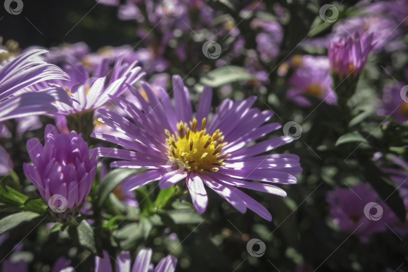Скачать Цветущая астра Symphyotrichum dumosum Rosenwichte в мягком фокусе. фотосток Ozero